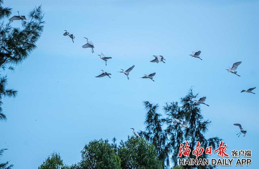 聚焦海南“六水共治”｜昌江：生态环境好鹭鸟先知道