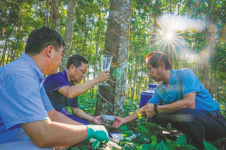 橡胶育种：三代人跨越66年的科研接力